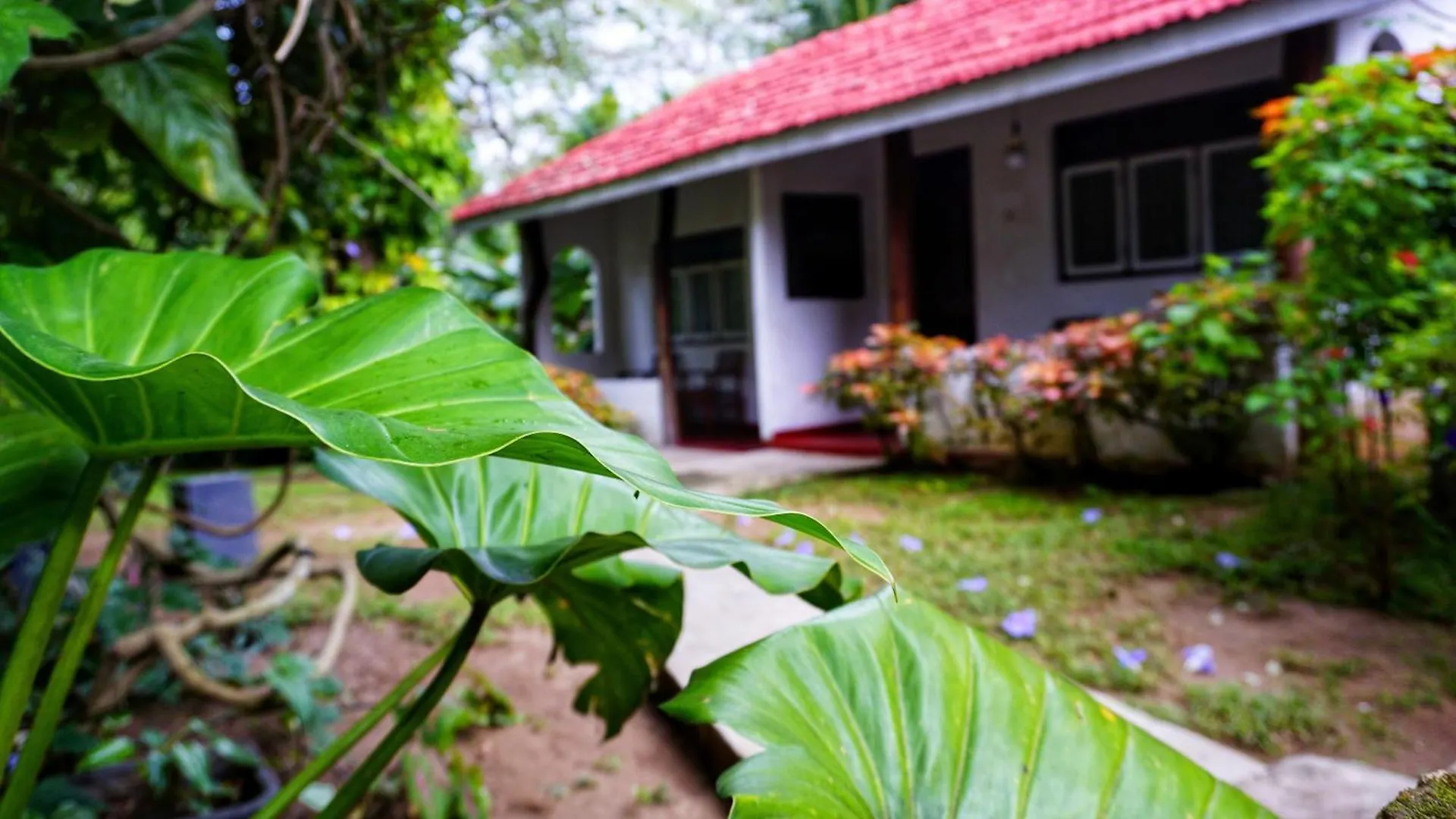 Bed & Breakfast Habarana Inn Sri Lanka