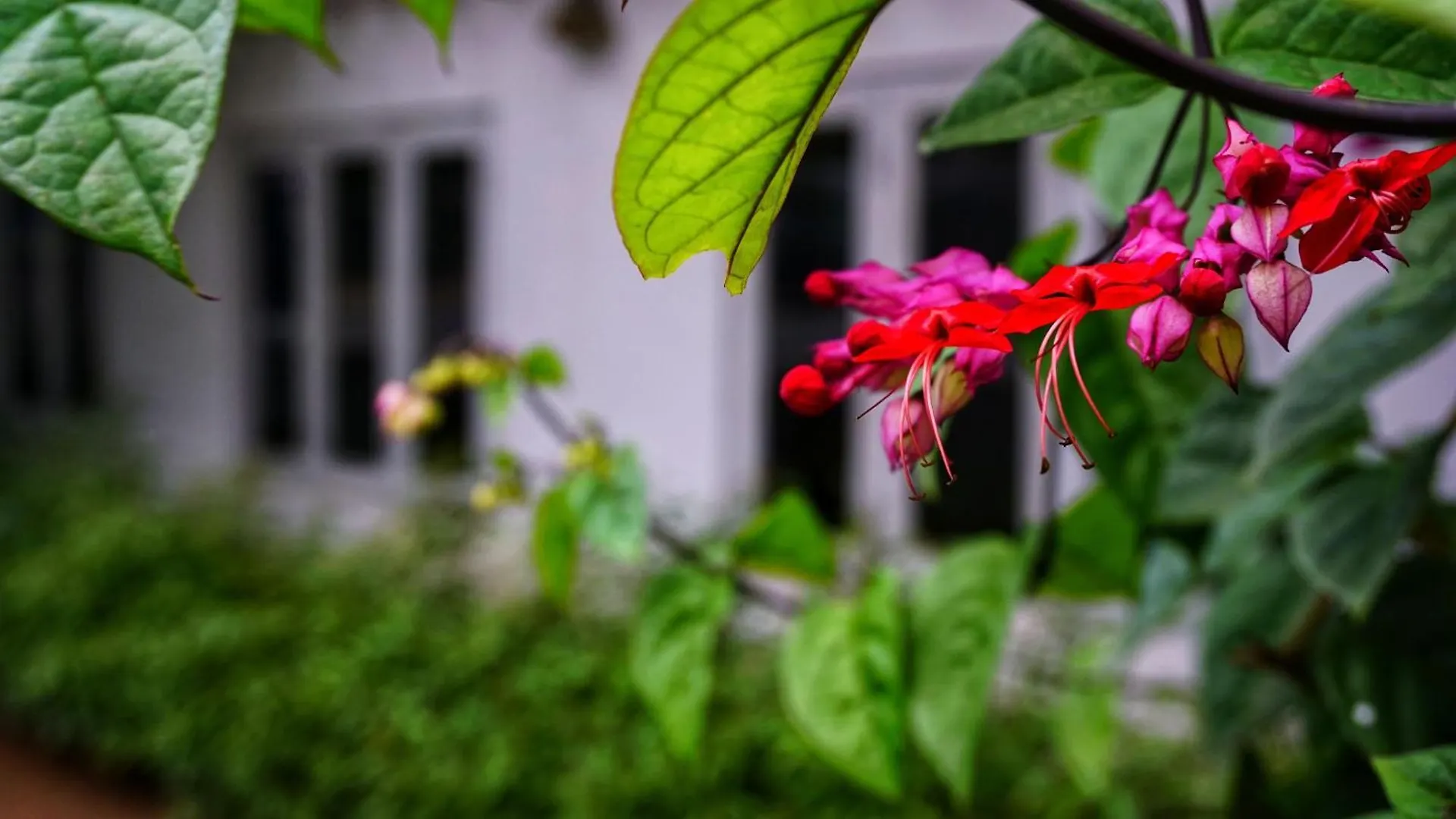 Bed & Breakfast Habarana Inn Sri Lanka